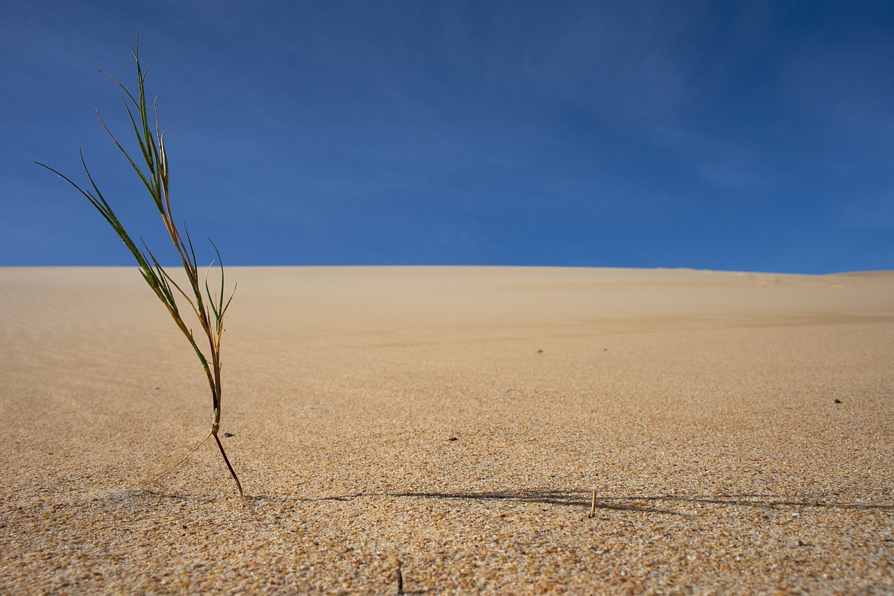 Tips for Creating a Drought-Tolerant Eco-Friendly Landscape